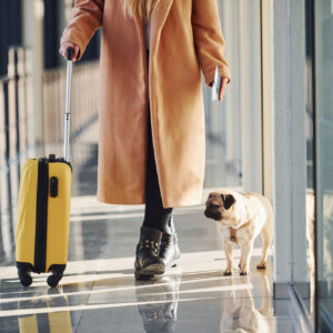 ¿Cómo viajar con tu mascota en avión? Que no te sorprendan las nuevas políticas