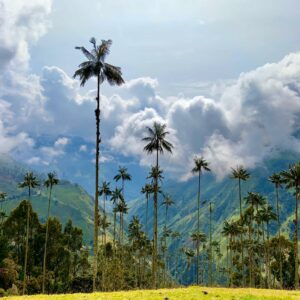 Valle de la Carbonera: el santuario secreto de las palmas de cera en Colombia